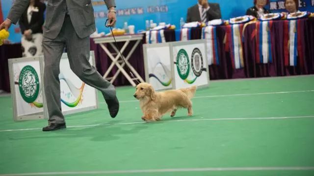 2017年CKU排行榜，腊肠犬排行一：Mike-9.jpeg