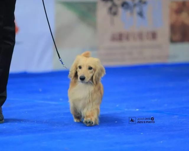 2017年CKU排行榜，腊肠犬排行一：Mike-11.jpeg