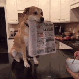 “你家狗真好看，可以送我一只吗？”-2.gif