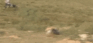 惠比特：看着显瘦，实际有肉！-4.gif