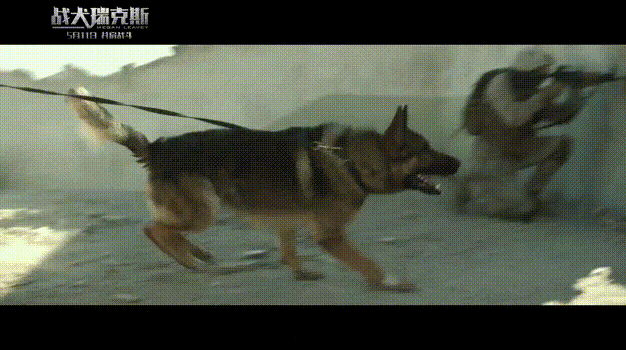 离别是什么？狗永远不懂-3.gif