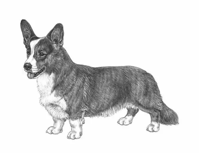 卡迪根威尔士柯基 FCI国际纯种犬标准-1.jpeg