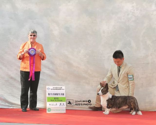 2017年CKU排行榜，卡迪根威尔士柯基犬排行一：Blaze-1.jpeg
