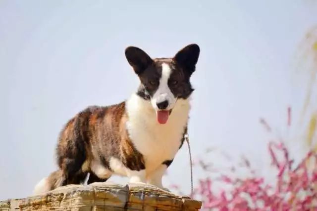 2017年CKU排行榜，卡迪根威尔士柯基犬排行一：Blaze-4.jpeg