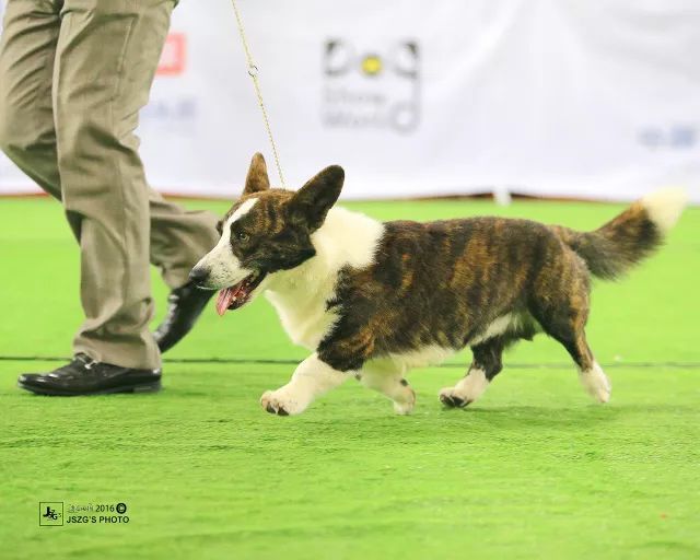 2017年CKU排行榜，卡迪根威尔士柯基犬排行一：Blaze-7.jpeg