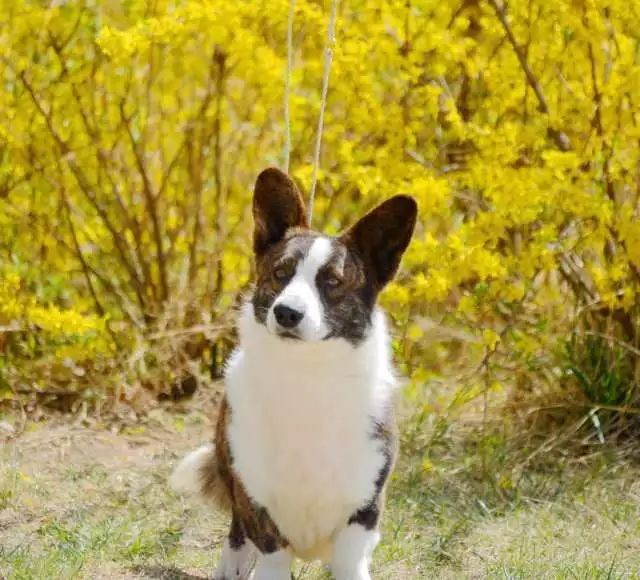 2017年CKU排行榜，卡迪根威尔士柯基犬排行一：Blaze-5.jpeg