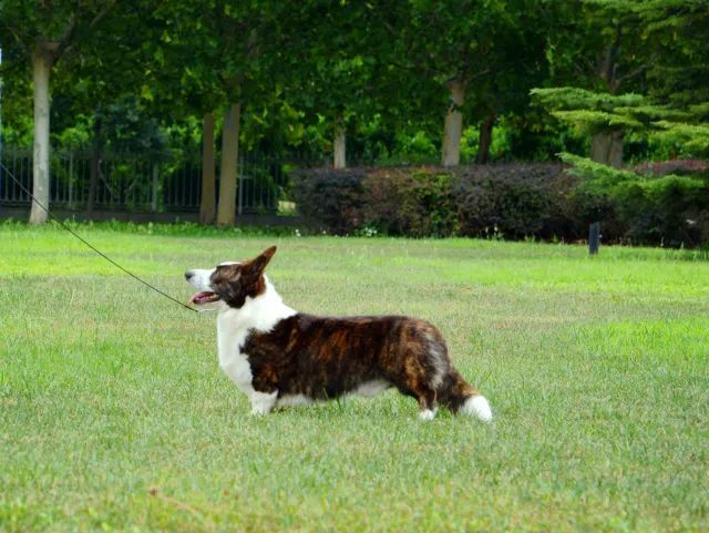 2017年CKU排行榜，卡迪根威尔士柯基犬排行一：Blaze-8.jpeg