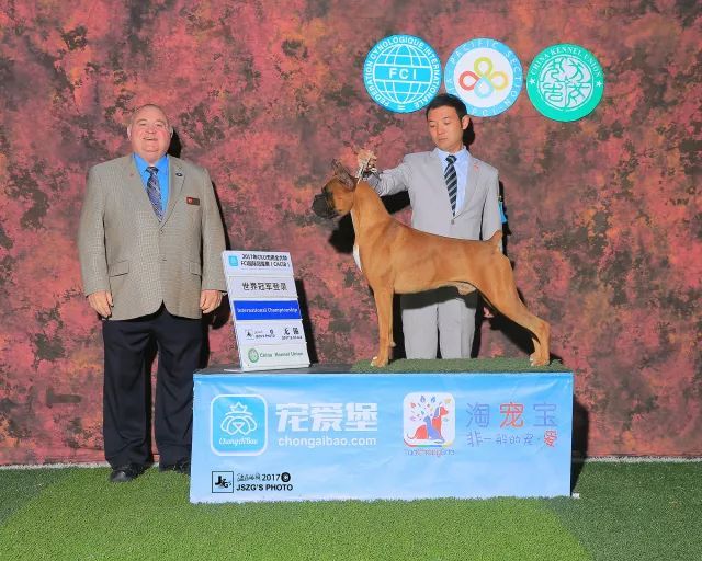 2017年CKU排行榜，拳师犬排行一：Only-2.jpeg