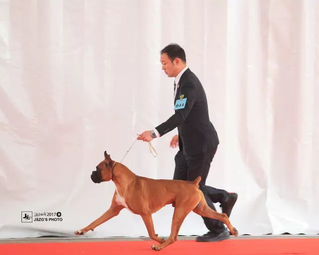 2017年CKU排行榜，拳师犬排行一：Only-4.jpeg