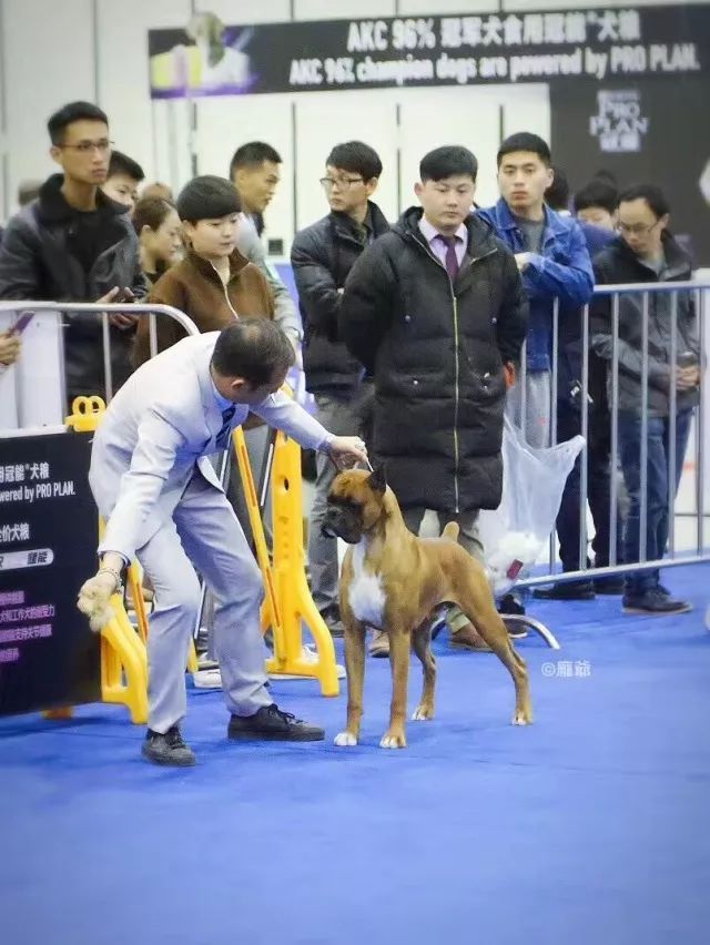 2017年CKU排行榜，拳师犬排行一：Only-7.jpeg