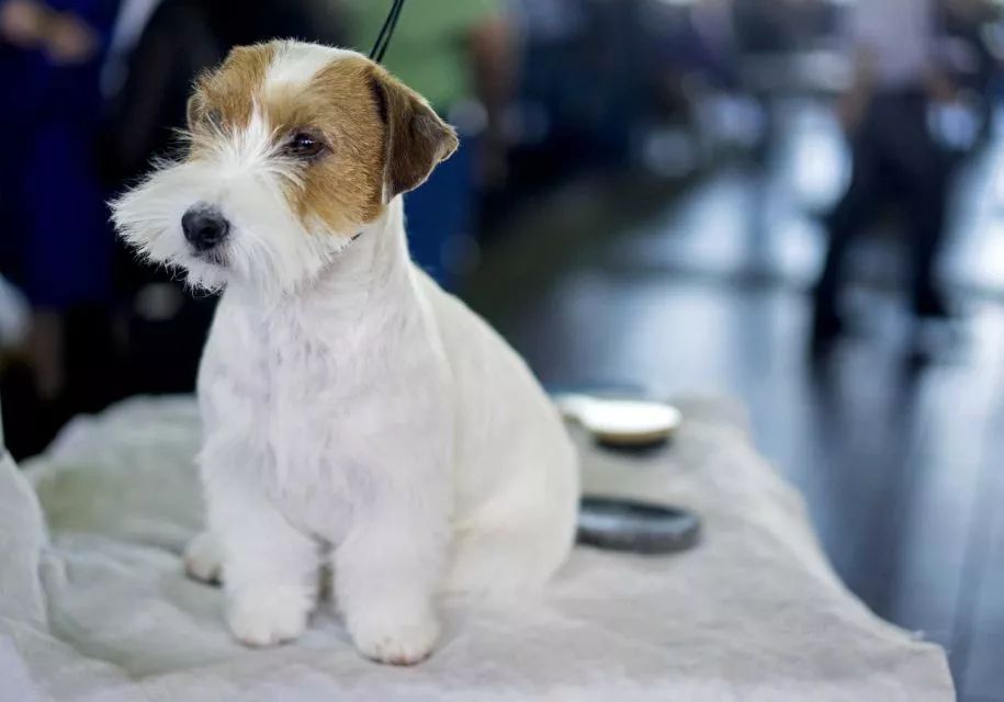 如何买到优秀的种犬？-1.jpeg