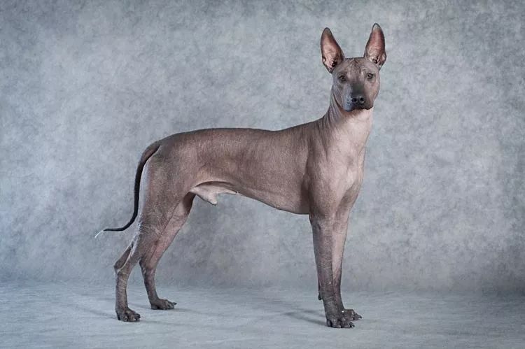墨西哥无毛犬，在历史中沉沉沉浮-5.jpeg
