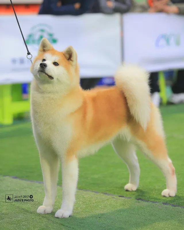 2017年CKU排行榜，秋田犬排行一：闘爱号-1.jpeg