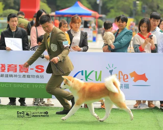 2017年CKU排行榜，秋田犬排行一：闘爱号-4.jpeg