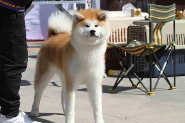 2017年CKU排行榜，秋田犬排行一：闘爱号-5.jpeg