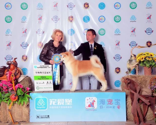 2017年CKU排行榜，秋田犬排行一：闘爱号-6.jpeg