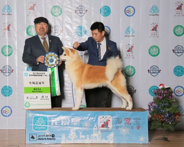 2017年CKU排行榜，秋田犬排行一：闘爱号-8.jpeg