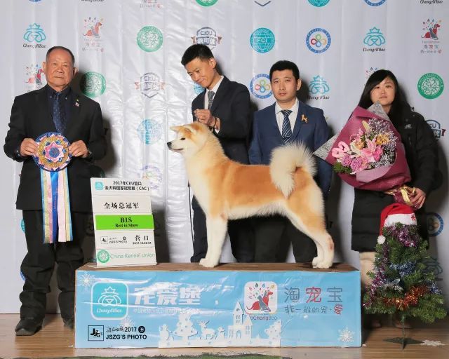 2017年CKU排行榜，秋田犬排行一：闘爱号-10.jpeg