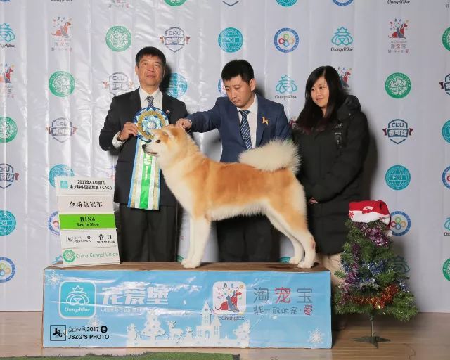 2017年CKU排行榜，秋田犬排行一：闘爱号-9.jpeg