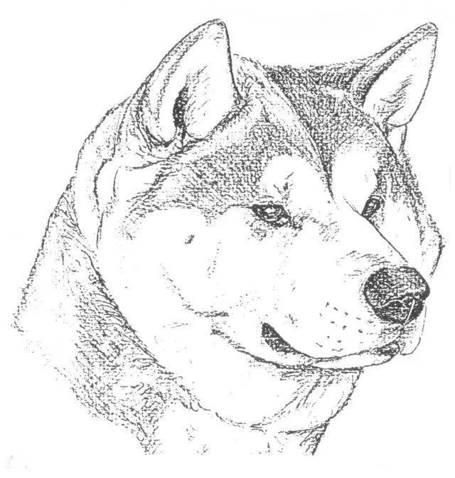 秋田犬 FCI国际纯种犬标准-1.jpeg