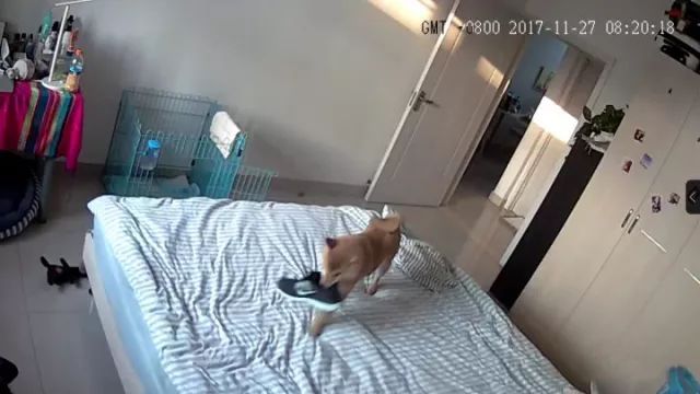 我养狗，很多时候并没有真的和它们相伴-2.jpeg
