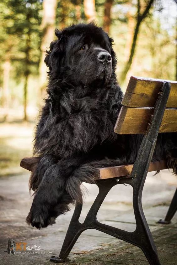 水中营救哪家强，纽芬兰犬了解一下-5.jpeg