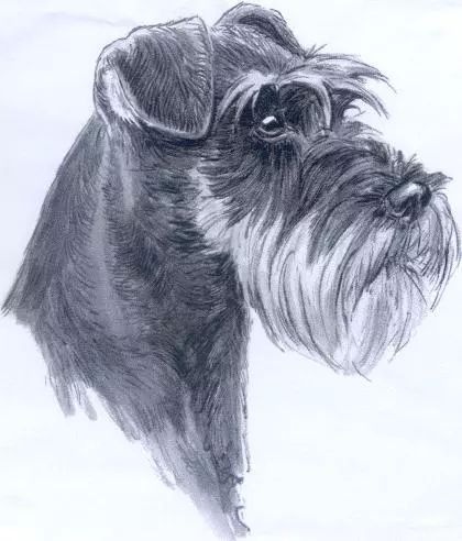 迷你雪纳瑞 FCI国际纯种犬标准-1.jpeg
