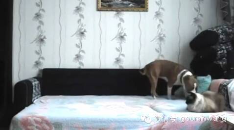当你不在家，你猜狗子是怎样像猫咪宣示主权的....-3.jpeg