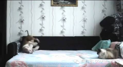 当你不在家，你猜狗子是怎样像猫咪宣示主权的....-4.jpeg