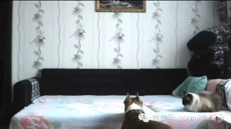 当你不在家，你猜狗子是怎样像猫咪宣示主权的....-2.jpeg