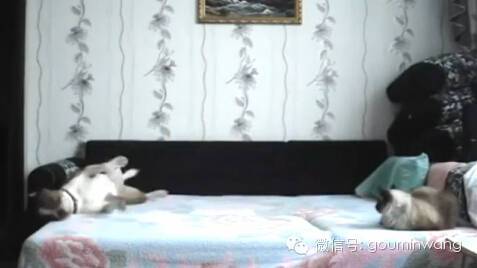 当你不在家，你猜狗子是怎样像猫咪宣示主权的....-5.jpeg