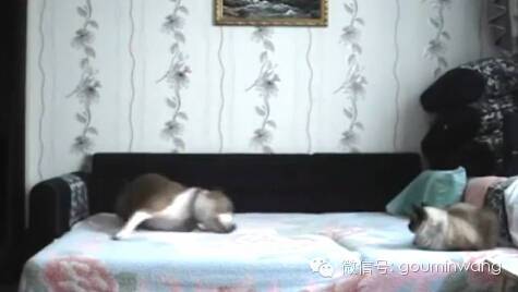 当你不在家，你猜狗子是怎样像猫咪宣示主权的....-6.jpeg