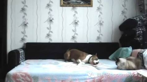 当你不在家，你猜狗子是怎样像猫咪宣示主权的....-9.jpeg
