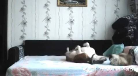 当你不在家，你猜狗子是怎样像猫咪宣示主权的....-8.jpeg