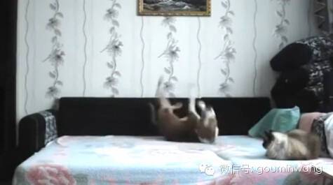 当你不在家，你猜狗子是怎样像猫咪宣示主权的....-7.jpeg
