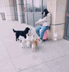 他放弃坐飞机，乘车辗转28个小时，只为带狗狗回家过年！-2.gif