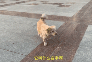 他放弃坐飞机，乘车辗转28个小时，只为带狗狗回家过年！-4.gif