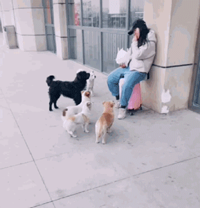 他放弃坐飞机，乘车辗转28个小时，只为带狗狗回家过年！-3.gif