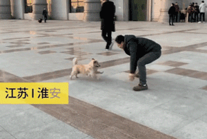 他放弃坐飞机，乘车辗转28个小时，只为带狗狗回家过年！-5.gif