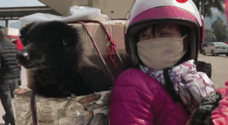 他放弃坐飞机，乘车辗转28个小时，只为带狗狗回家过年！-9.gif