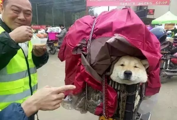 他放弃坐飞机，乘车辗转28个小时，只为带狗狗回家过年！-14.jpeg