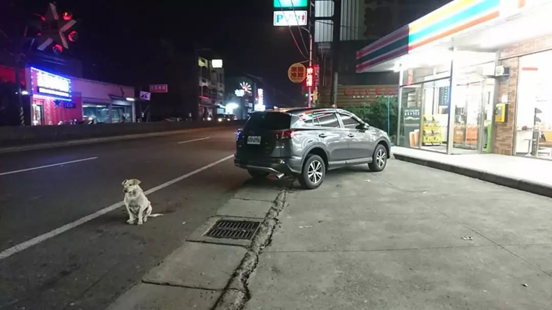 它在马路追车寻主人，车祸后不得不安乐死，主人却说：随便吧-1.jpeg