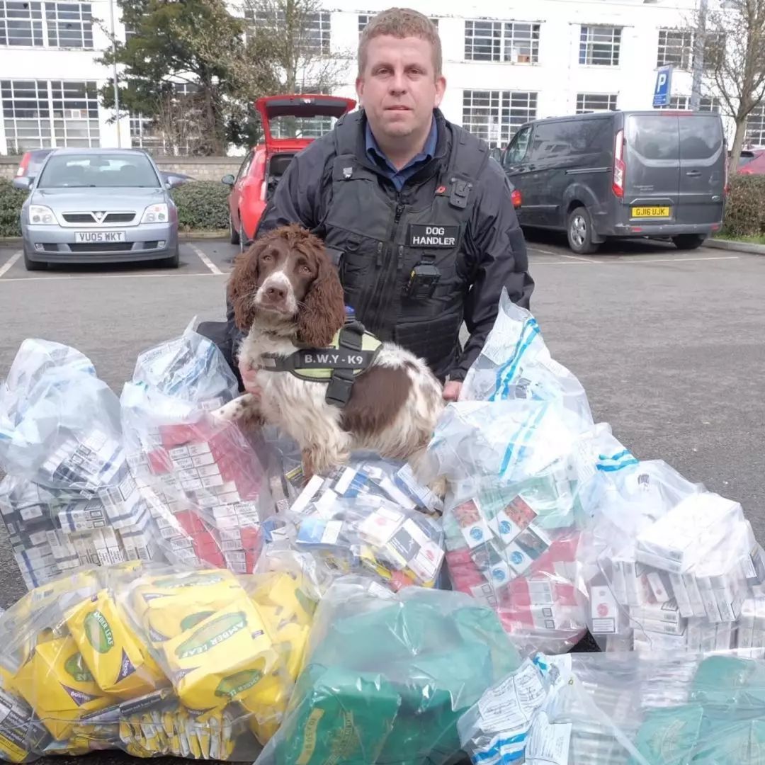 缉毒犬查获5000万元走私烟草，黑帮竟悬赏拿下它的头颅！-3.jpeg