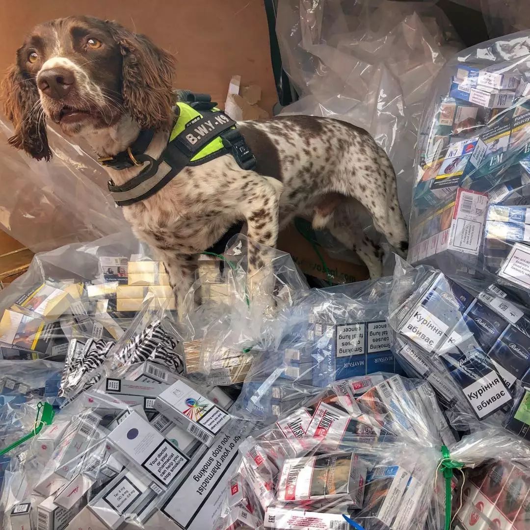缉毒犬查获5000万元走私烟草，黑帮竟悬赏拿下它的头颅！-4.jpeg
