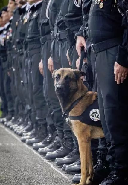 缉毒犬查获5000万元走私烟草，黑帮竟悬赏拿下它的头颅！-8.jpeg