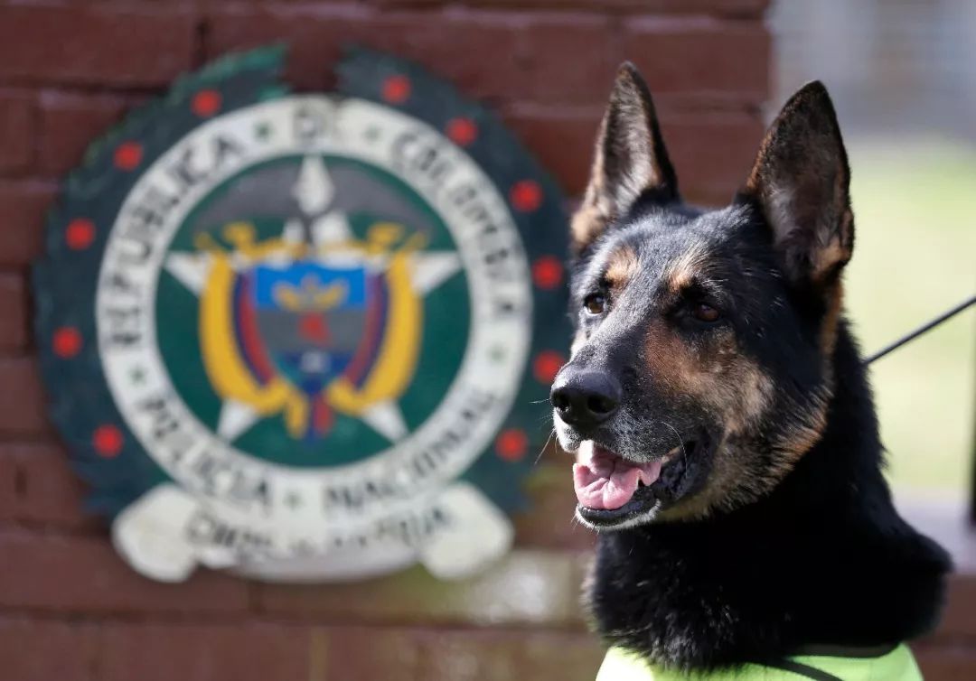 缉毒犬查获5000万元走私烟草，黑帮竟悬赏拿下它的头颅！-5.jpeg