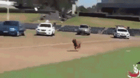 缉毒犬查获5000万元走私烟草，黑帮竟悬赏拿下它的头颅！-7.gif