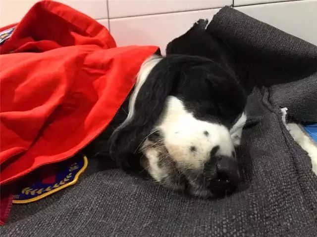 缉毒犬查获5000万元走私烟草，黑帮竟悬赏拿下它的头颅！-10.jpeg
