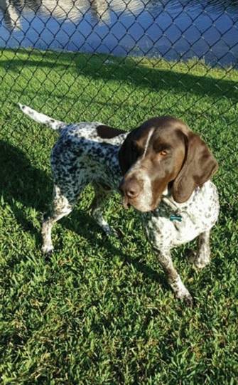 缉毒犬查获5000万元走私烟草，黑帮竟悬赏拿下它的头颅！-13.jpeg