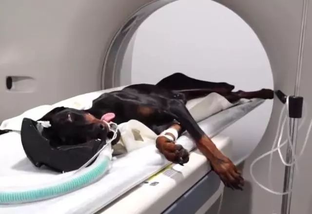 缉毒犬查获5000万元走私烟草，黑帮竟悬赏拿下它的头颅！-12.jpeg